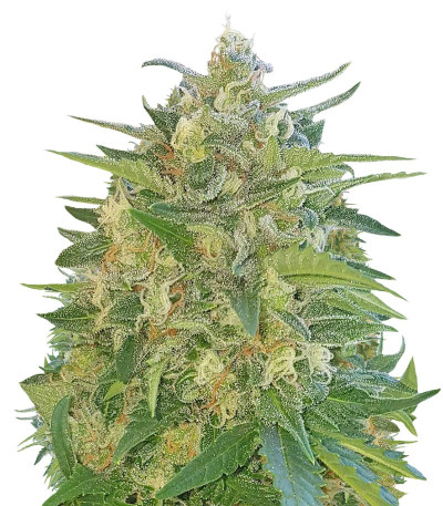 Сорт AK Full Autoy fem (Sumo Seeds)