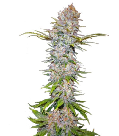Сорт Jock Horror Automatic fem (Nirvana Seeds)