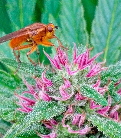 Сорт Serious 6 reg (Serious Seeds)