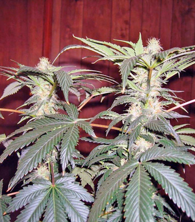 Сорт King’s Kush fem