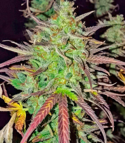 Семена сорта Blue Dream Autoflower fem (Seedkeepers)