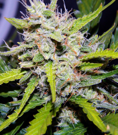 Сорт Green Crack Auto fem (FastBuds)