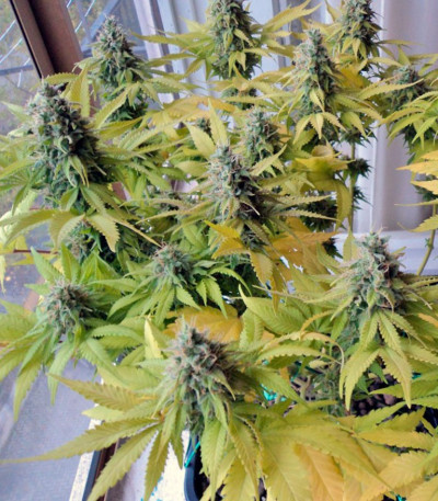 Сорт каннабиса Cream Caramel (Sweet Seeds)