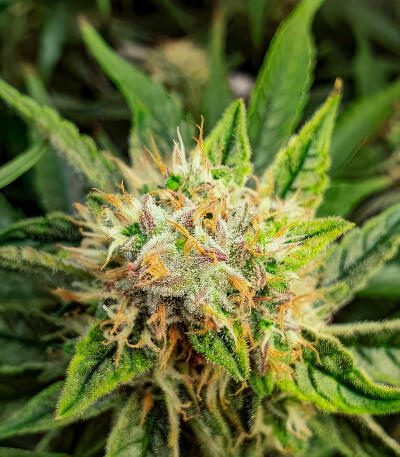 Семена сорта Also Know 47 Autoflower fem (Seedkeepers)