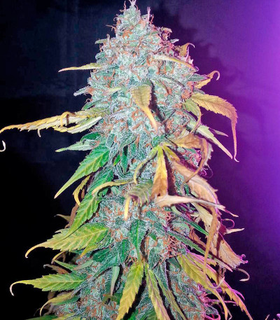 Сорт Cheese Berry fem