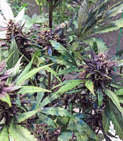 Сорт Devil Cream Auto fem (Sweet Seeds)