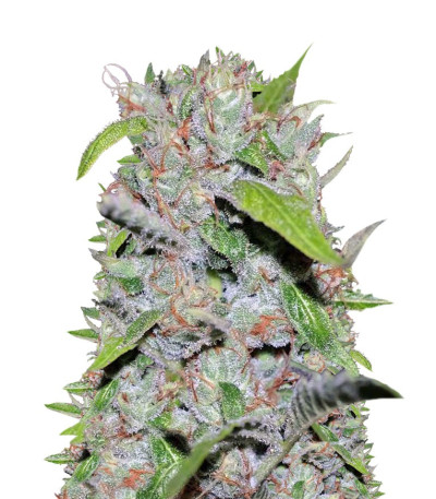 Сорт CBD Cherry Kush fem (Sumo Seeds)