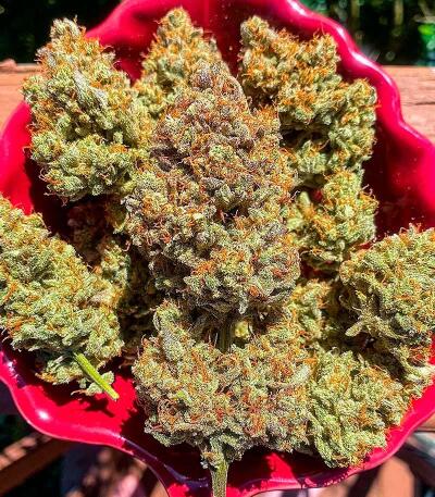 Сорт Peach Crescendo Auto RF3 fem (Ethos Genetics)