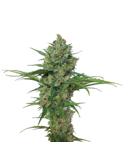 Сорт Northern Express Auto fem