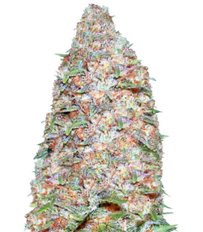 Сорт Auto Super Extra Skunk fem (Victory Seeds)