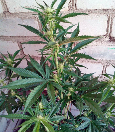Сорт Black Cream Auto fem (Sweet Seeds)