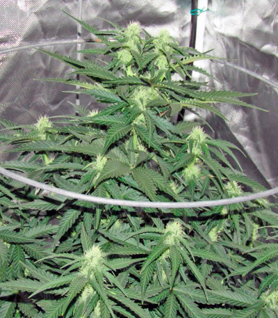 Сорт Sweet Trainwreck Auto fem (Sweet Seeds)