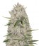 Сорт White Cheese Auto fem (Sumo Seeds)