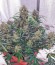 Сорт Auto American Pie fem (Pyramid Seeds)