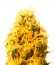 Сорт Mango Mist Shake fem (KFC Seeds)