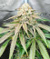 Сорт Lemon Orange fem (Green House Seeds)