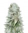Сорт Mighty Mango Bud fem (Vision Seeds)