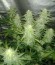 Сорт Royal Cheese Automatic fem (Russian Queen Seeds)