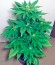 Сорт Big Bang fem (Green House Seeds)
