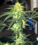 Сорт Roze Runtz fem (AlphaFem Seeds)