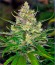 Сорт Black Jack F1 Fast Version fem (Sweet Seeds)