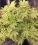 Сорт Big Bud fem (Vision Seeds)