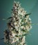 Сорт Incredible Bulk Auto fem (Dr. Krippling Seeds)