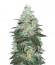 Сорт Auto Original Berry fem (Victory Seeds)