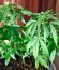 Сорт Sugar Mango Ryder Auto fem (World of Seeds)