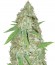 Сорт Blue Kripple fem (Dr. Krippling Seeds)