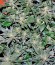 Сорт Pakistan Ryder Auto fem (World of Seeds)