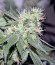 Сорт 707 Headband fem (Humboldt Seeds)