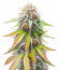 Сорт Keep Frosted Guava Autoflower fem (Seedkeepers)