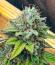 Сорт Insane OG Strain