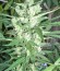 Сорт Niagara Auto fem (Doctor’s Choice)
