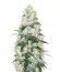 Сорт Ogre Auto fem (Doctor’s Choice)