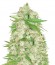 Сорт Auto Ultra Power Plant fem (Victory Seeds)