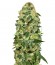 Сорт Auto California Kush fem (00 Seeds)