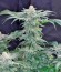 Сорт Mazar Kush fem (World of Seeds)