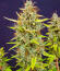 Сорт Keep Frosted Guava Autoflower fem (Seedkeepers)