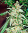 Сорт Wild Thailand Ryder Auto fem (World of Seeds)