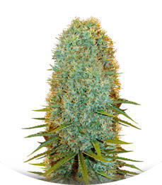 Big Bazooka fem (Anesia Seeds)