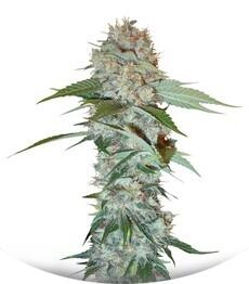 Big Bud regular (Sensi Seeds)