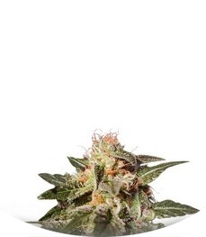 Dr. Jekill fem (Kannabia Seeds)