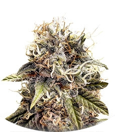 Sterling Haze (Super Silver Haze) reg (Nirvana Seeds)