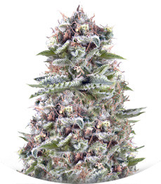 White Widow Auto Fem (Vision Seeds)