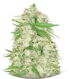 Auto Ultra Power Plant fem (Victory Seeds)