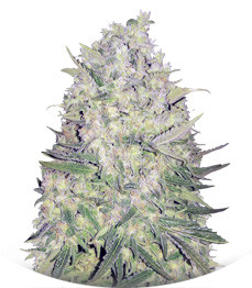 White Widow Original regular (Sumo Seeds)