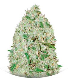 Auto Red Russian XXL (Auto White Russian XXL) fem (Victory Seeds)
