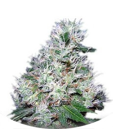 Bubble Gum regular (Serious Seeds)